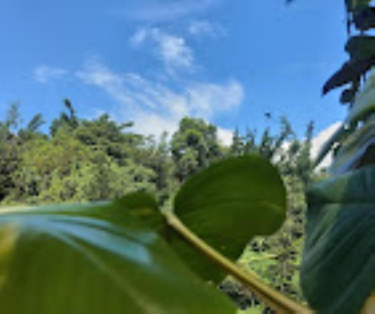 Brahmaputra Jungle Resort Guváhátí Exteriér fotografie